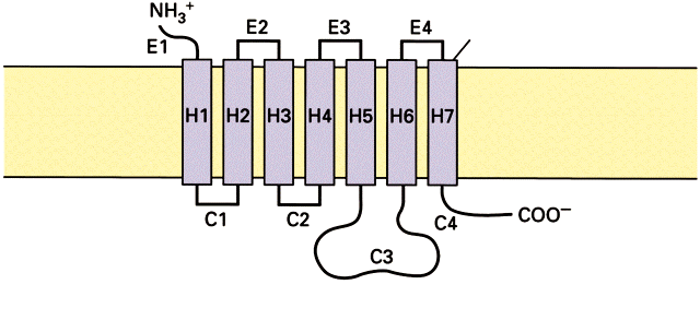 G proteinhez kapcsolt receptorok 7 transzmembrán doménnel Bár a G proteinekhez kapcsolt receptorok számos különböző hírvivő jelének dekódolására képesek, szerkezetük szerint egy nagy családba a 7