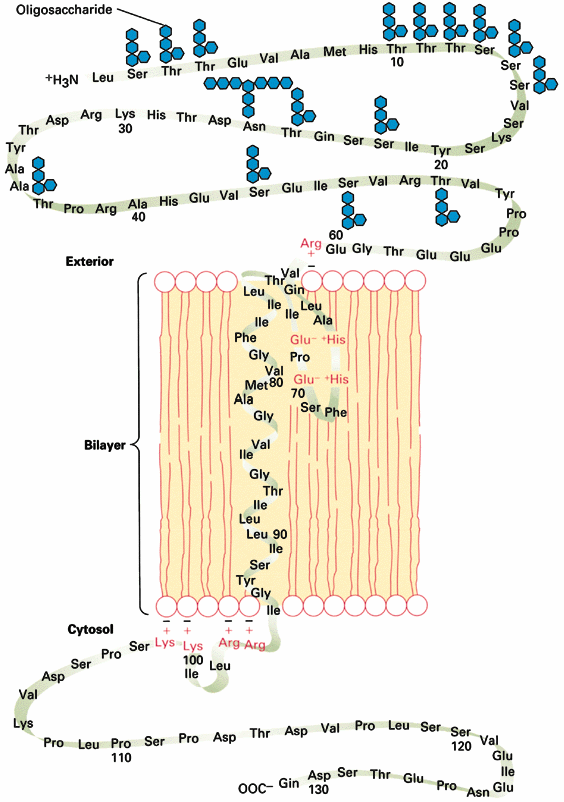 Oligoszacharid Extracelluláris rész Kettősréteg Intracelluláris rész 7. ábra Ezek a peptidláncok egyszer vagy többször haladhatnak át a membránon (7. ábra).