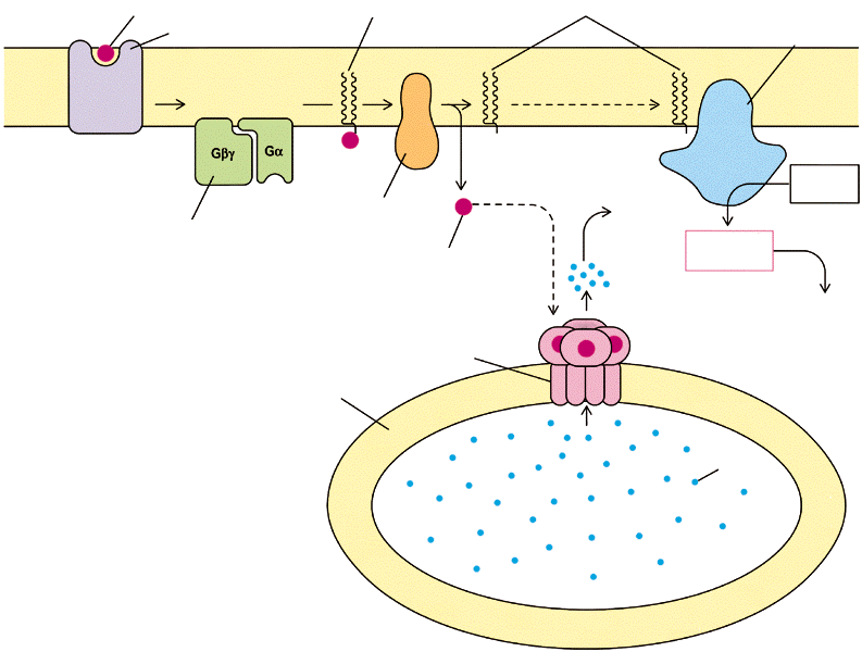 A kalcium és a foszfatidil inozitol rendszer, mint másodlagos hírvivő Az előbbiekben végigkövettük a tirozinkináz receptortól a Ras fehérjén és a MAP kináz kaszkádon át a sejtmagba vezető utat.