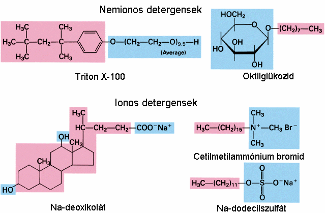 8. ábra A membrán struktúráját megváltoztatják a detergensek (ún. amfipatikus molekulák, amelyeknek egyaránt van hidrofil és hidrofób részük, 8.