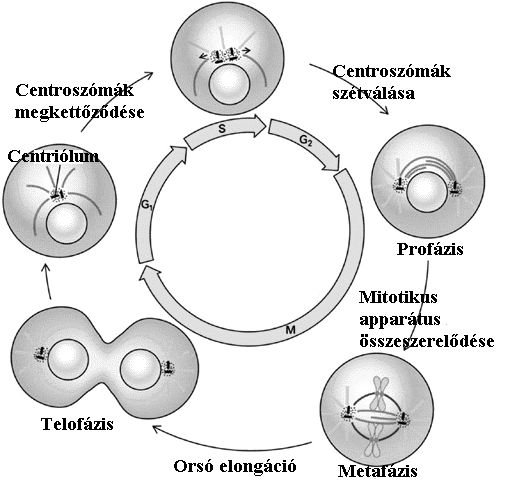 A mitotikus apparátus összesszerelődése a centriólum-ciklussal kapcsoltan zajlik.