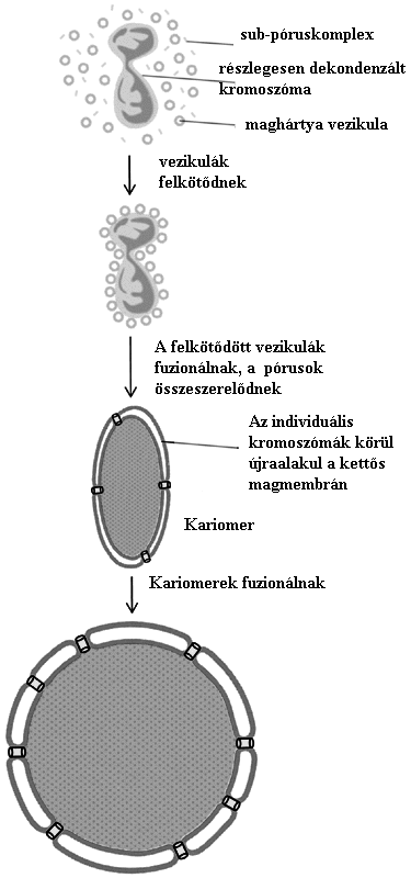 A maghártya újraalakulásának fázisai