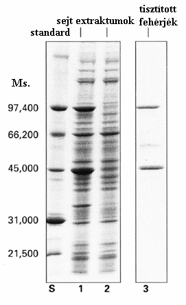 2. ábra Membránfehérjék analízise SDS gélelektroforézissel A membránfelszín morfológiája, a membránfehérjék membránban való eloszlása jól vizsgálható a nagyfelbontású elektronmikroszkópia
