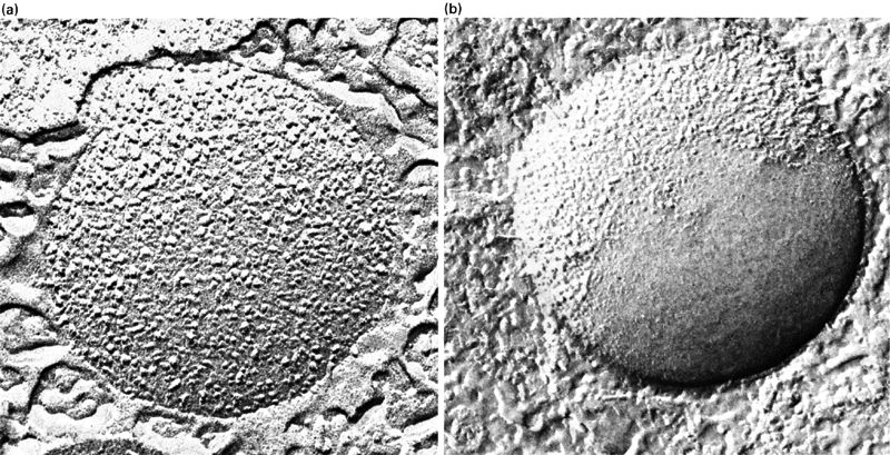 A folyékony membrán egy másik bizonyítéka egy elektronmikroszkópos megfigyelésből származik, mikor a gyors fagyasztva-törés technikáját alkalmazva, mitokondrium belső membránokban a fehérje