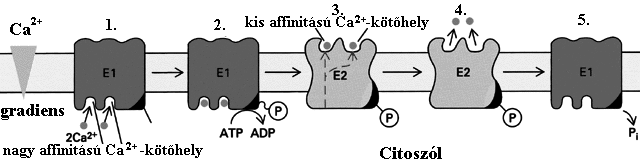 ionokat a citoszólból az SR belsejébe (10. ábra). Az ábrán bemutatott ATP kötés és az azt követő fehérjefoszforiláció valamennyi P típusú ATPáz (pl.
