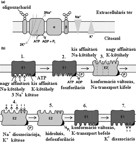 11. ábra A Na/K-ATPáz ionpumpa fehérje működésének modellje. kötőhely affinitása jelentősen lecsökken, lehetővé téve az ionok leadását az extracelluláris térbe.