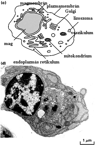 Bevezetés: a sejtorganellumok áttekintése Két fő sejttípus létezik: (maghártyával határolt) maggal rendelkezők (ilyenek a magasabbrendűek, az eukarióták sejtjei) és sejtmag nélküliek ( mag előttiek,