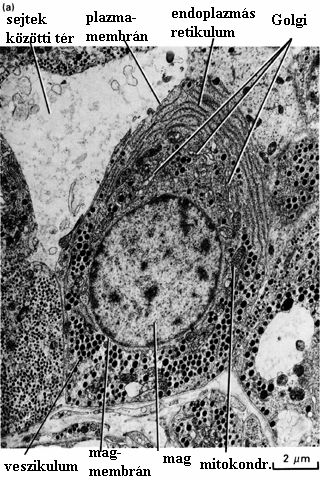 Egy tipikus állati sejt fénymikroszkópos feloldási szinten észlelhető organellumai (ld.