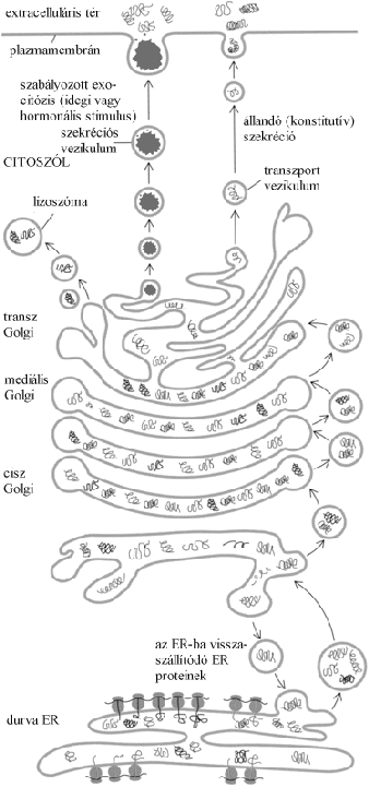 Proteinek vezikuláris transzportja az ER-ből a Golgi komplexumba extracelluláris tér plazmamembrán szabályozott exocitózis (idegi vagy hormonális stimulus) szekréciós vezikulum citoszól transz Golgi