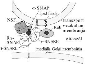 Ezen folyamatban való- a vezikulumból kizárt fehérjék luminális oldal ARF receptor donor cisz- Golgi vezikulum ARF citoszólikus oldal GTP coatomer transzportálódó fehérjék színűleg a KDEL receptorhoz