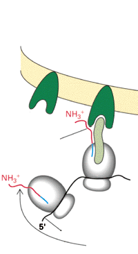 a., b., ER lumen SRP receptor szignálszekvencia lehasított szignálszekvencia mrns citoszól SRP 12. ábra. Egy szekrécióra kerülő protein kotranszlációs inzertálása az ER lumenébe a.
