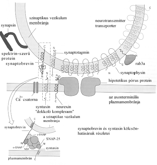 A regulált exocitózis mechanizmusa idegsejtekben synapsin szinaptikus vezikulum membránja neurotranszmitter transzporter spektrin-szerű protein synaptobrevin synaptotagmin rab3a synaptophysin