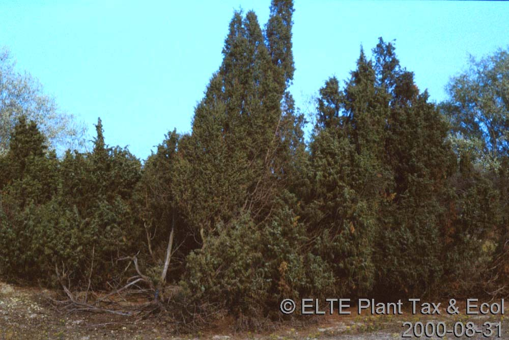 Ciprus/Cupressus sempervirens Ciprus