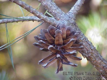 Fekete fenyő/pinus nigra Fenyőfélék Erdeifenyő