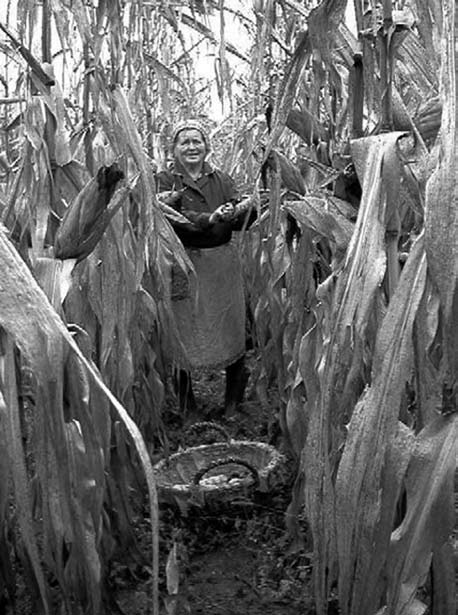 Életfordulók és közösen végzett munkák ételei és szokásai az 1940-es évektől napjainkig 289 64. ábra: Káposztaszelés Kisgyalán, 1980-as évek 65.