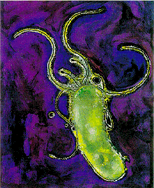 Humans as ecosystems Humans are more than assembly of human cells: we are not sterile Ten times more microbial cells! Our skin, mucosal surfaces, eyes, mouth, intestines, etc.