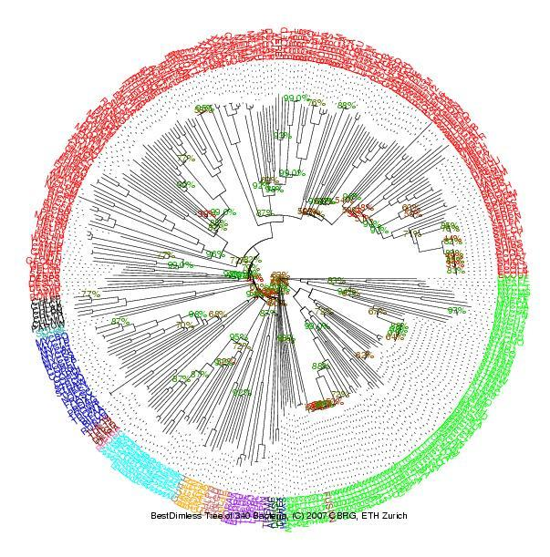 Bacteria Color code: Proteobacteria Firmicutes Actinobacteria Cyanobacteria Spirochaetes Bacteroidetes