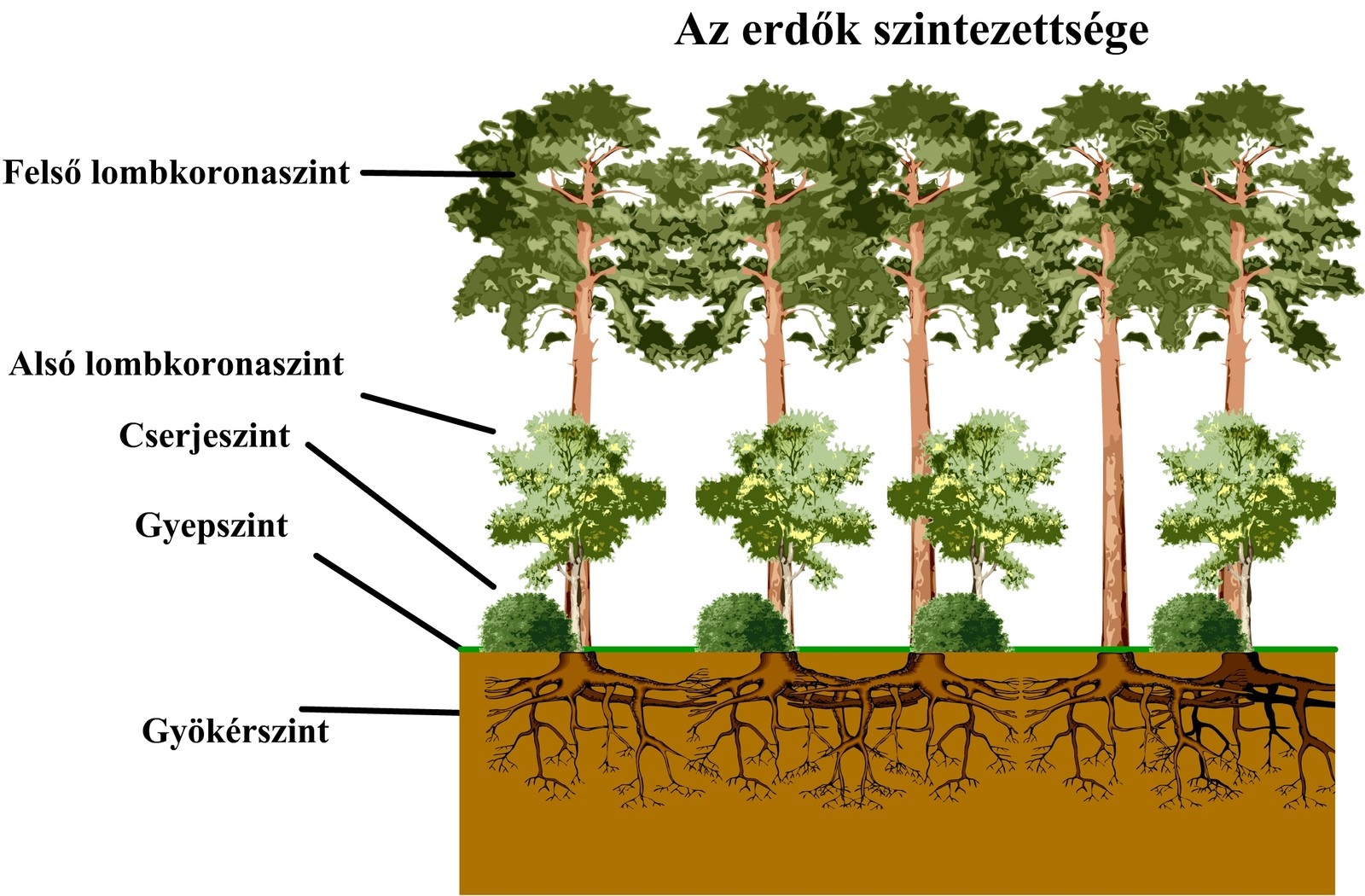 végezni a trágyázást, öntözést, permetezést stb., könnyebb alkalmazni a gépesített művelési módokat, amelyek kevesebb emberi munkát igényelnek.