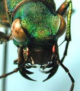 R. Coleoptera - Bogarak R. Coleoptera - Bogarak Hazánkban kb.