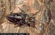 Cs. Buprestidae díszbogarak Megnyúlt test Nyakpajzs és középtor mereven kapcsolódik egymáshoz (ø ugróképesség) Csáp: 4.