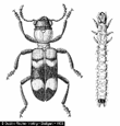 Öcs. Malacodermata lágytestű bogarak Cs. Lymexylidae fafúró bogarak Cs. Cleridae szúfarkasok (Cs. Drilidae csigaevő lágybogarak) Cs. Lampyridae szentjánosbogarak (Cs. Lycidae hajnalbogarak) Cs.