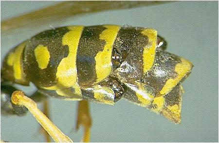9 Strepsiptera Legyezőszárnyúak rendje Rovarparaziták.