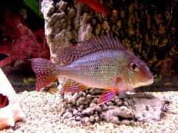 Geophagus működő szellőztetésre és szűrésre majdnem mindig szükség lesz.