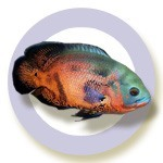 Powered by TCPDF (www.tcpdf.org) Akvarista Lexikon Geophagus brasiliensis Minthogy a nagytermetű Cichlidae utódai többnyire nehezen helyezhetők el, nem célszerű nagyszámú utód felnevelésére törekedni.