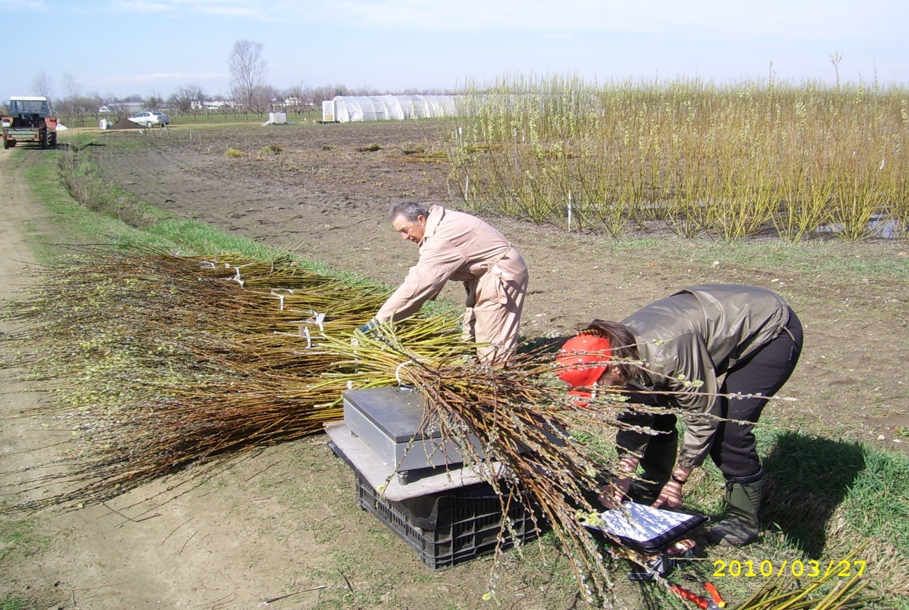 A betakarított energiafűz szálvesszők hordozható táramérlegen való mérése, parcellánként 2010 márciusában (Nyíregyházi