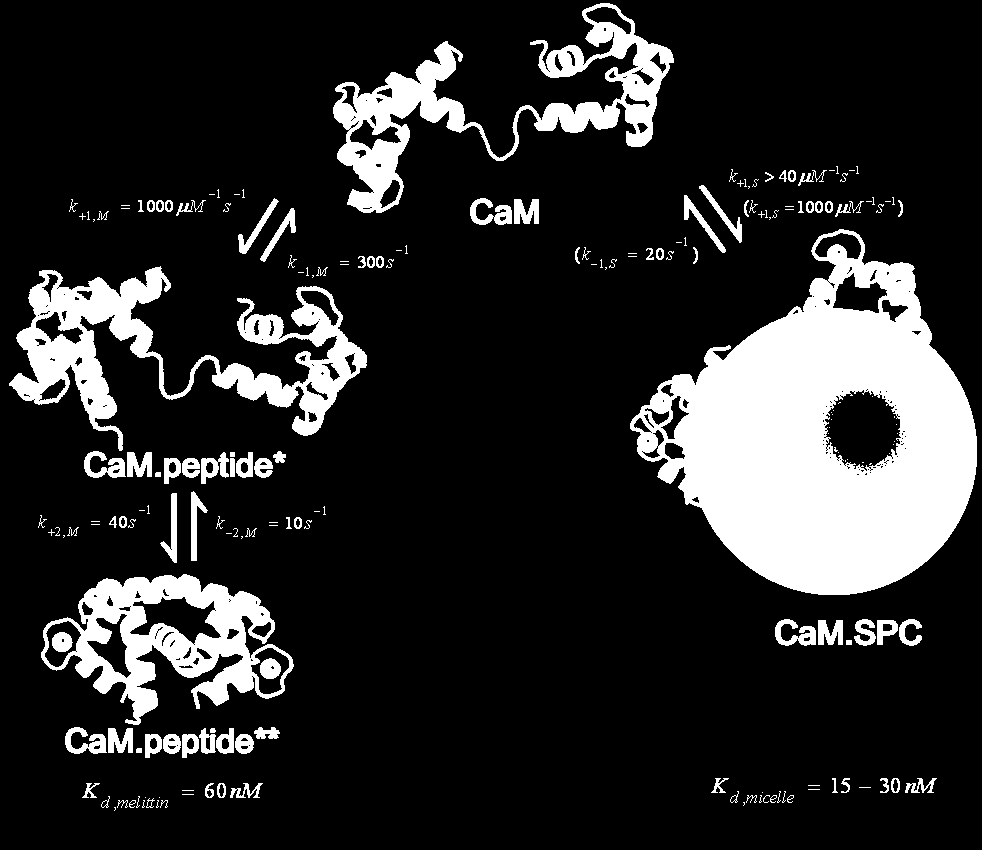 Az SPC a kalmodulin kompetitív gátlószere Kovacs E, Tóth J, Vértessy BG, Liliom K (2010) Dissociation of calmodulin-target peptide complexes by the lipid mediator