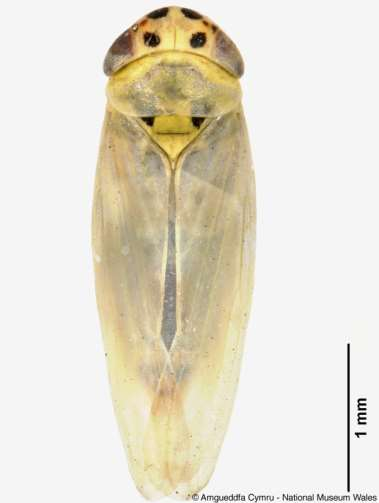 Flavescence Dorée potenciális vektorai