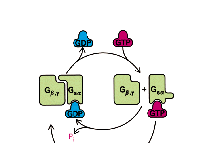 G proteinek serkentése és gátlása egyes betegségekben A GDP GTP cserét a (ß-adrenerg) receptorhormon komplex aktiválja A G β,γ G sα komplex inaktív,