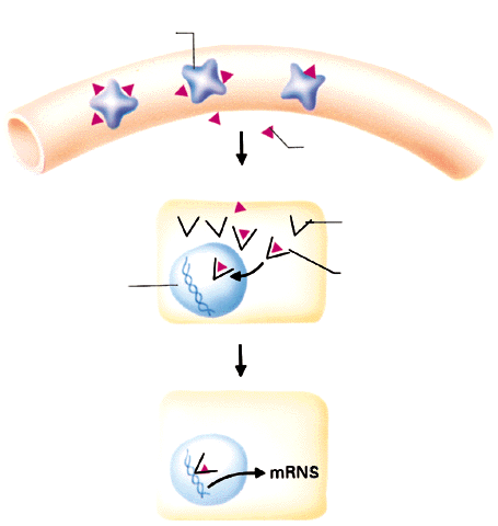 I. Intracelluláris receptorok: * Ligandjaik lipofil hormonok (szteroidok, tiroxin, retinsav) * Közvetlen hatás a génátírásra sejtciklus, metabolizmus