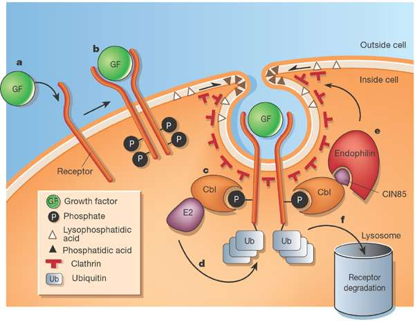 Nature 416, 133-136 (2002). Switching off signalling: the dual role of the Cbl protein.
