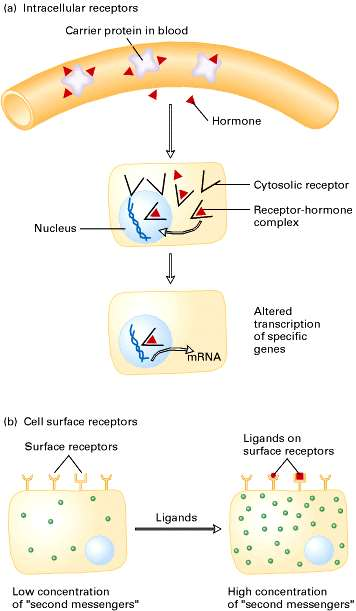 Receptorok fajtái: sejten belüli: transzkripciós faktorok aktiválása, génátírás