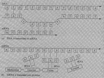 A DNS-funkciói II.