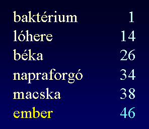 A DNS szerkezete