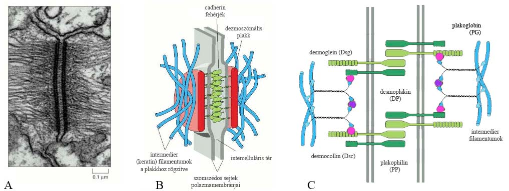 Az autoimmun hólyagképződés során pathogén humorális (de fontos celluláris elemekkel is bíró) immunválasz indul meg a főbb kapcsoló struktúrák kulcsfontosságú fehérjéi, valamint a