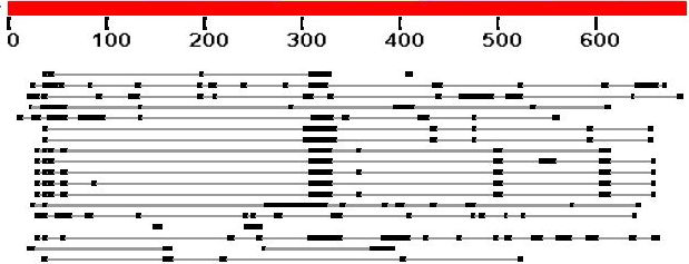 A Dsg3 PV és Dsg 1 PF antigén esetében SEM hasonlóságokat főként az ORF1-el sikerült kimutatni, bár ORF3 és ORF4 egyezéseket is megfigyelhettünk.