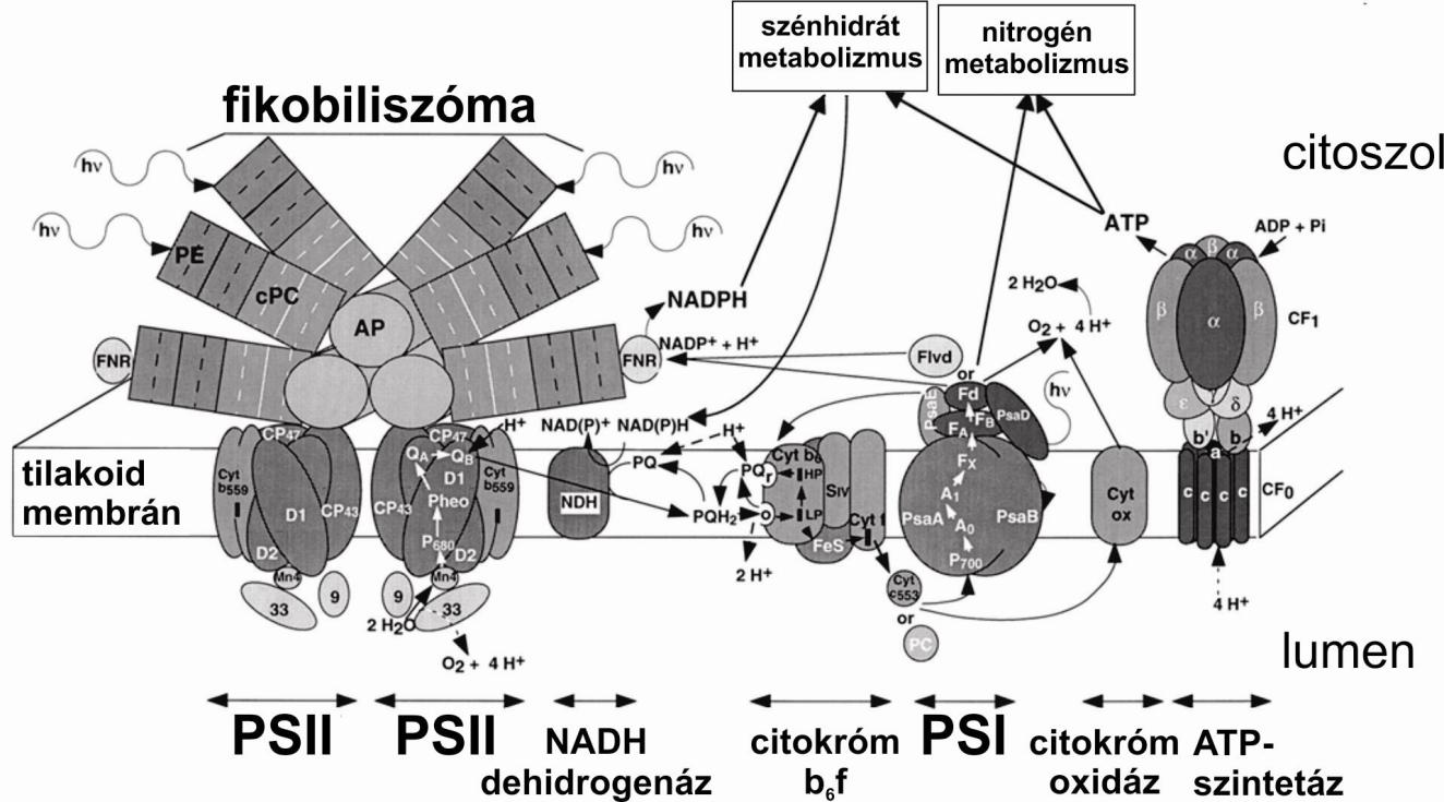nanoszekundumos időtartományon belül átkerül a stabilan kötődő elsődleges kinon elektorn akceptorra, a Q A -ra, ahonnan a mikroszekundumos időtartományban a labilisan kötődő másodlagos