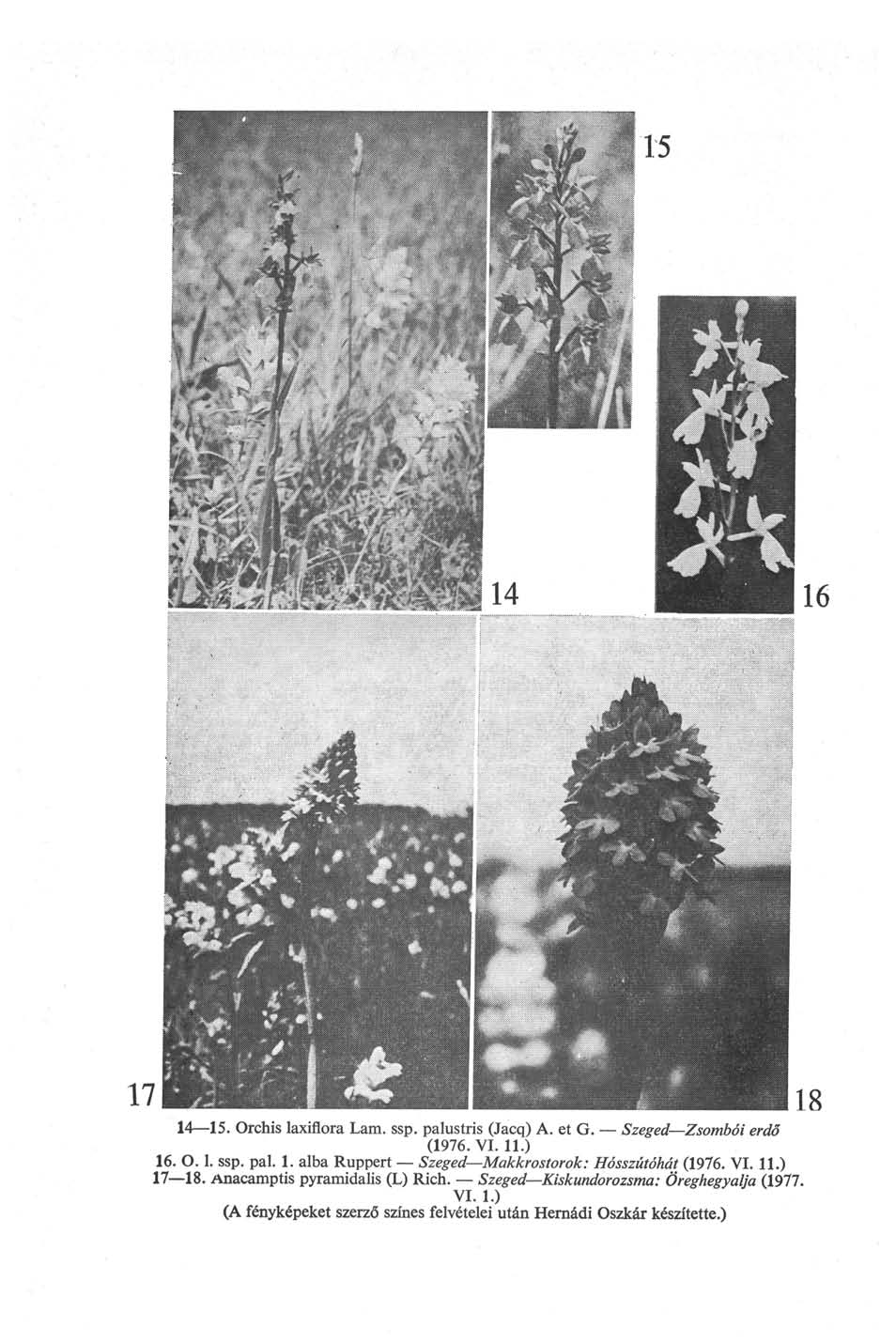 14 15. Orchis laxiflora Lam. ssp. palustris (Jacq) A. et G. Szeged Zsombói erdő (1976. VI. 11.) 16. 0.1. ssp. pal. 1. alba Ruppert Szeged Makkrostorok: Hósszútóhát (1976.