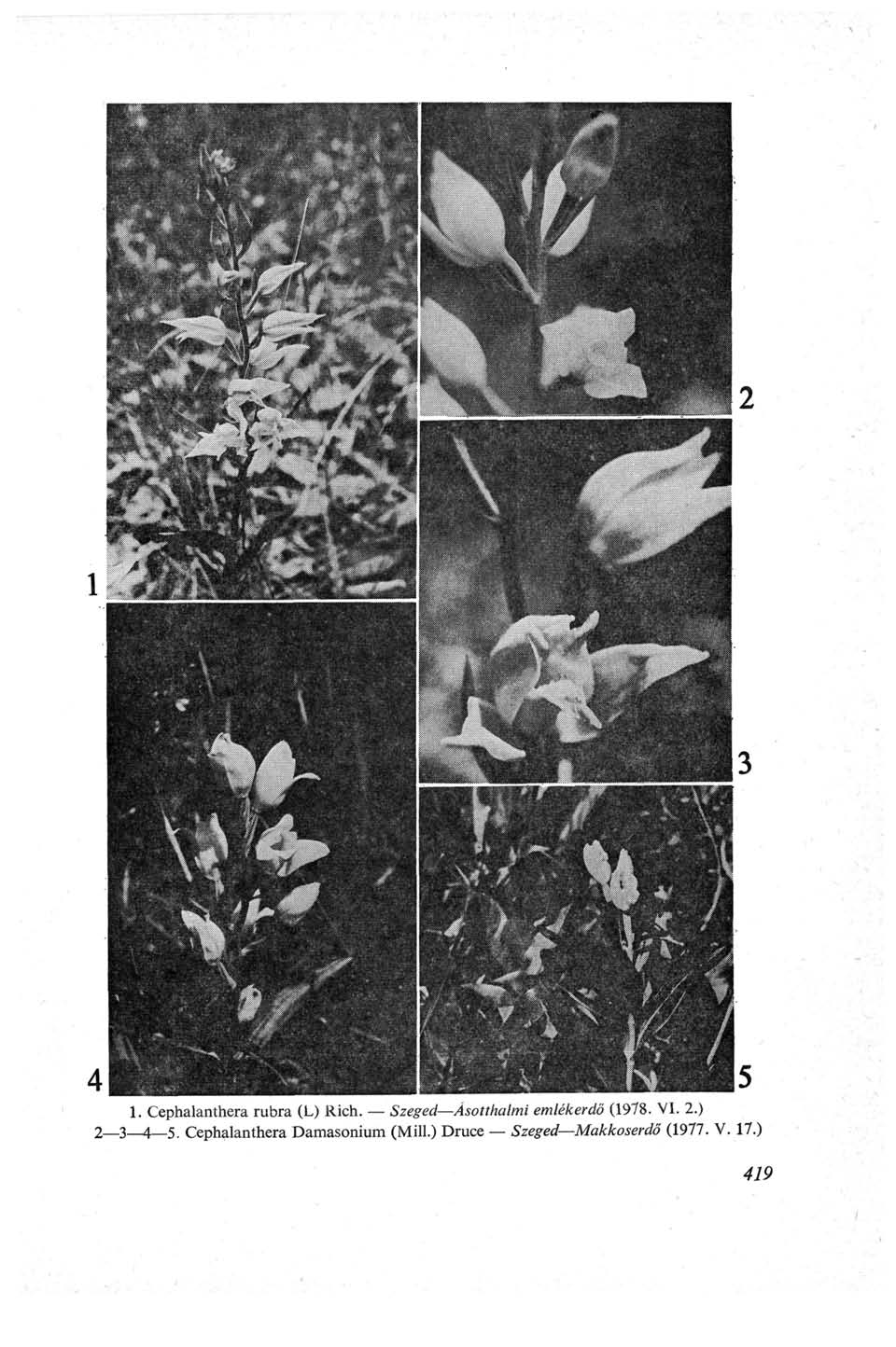 1. Cephalanthera rubra (L) Rieh. Szeged Ásotthalmi emlékerdő (1978. VI. 2.