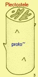 Haplostele (ectophloic protostele) A monostele type of protostele in which in cross-section the xylem occurs as a central strand surrounded by the phloem.