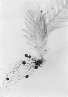 Rizoid-gemma (tuber) Bryum