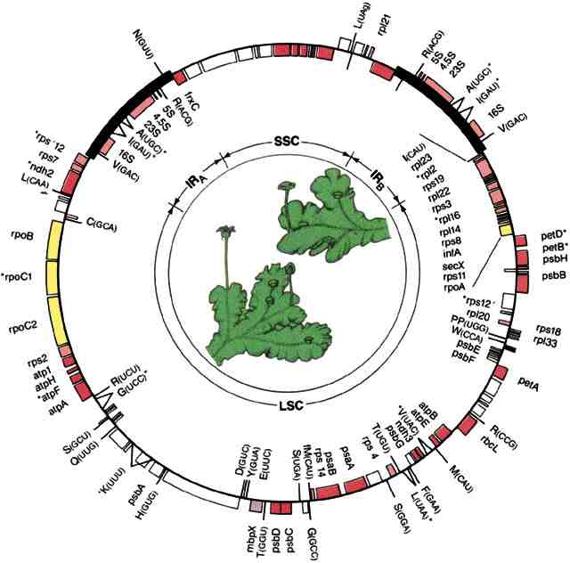 Chloroplast genome of