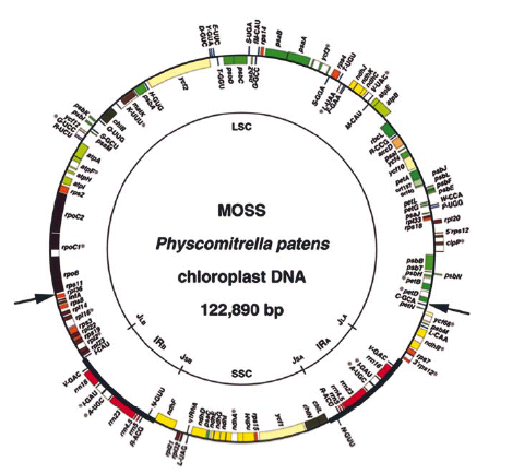 Physcomitrella