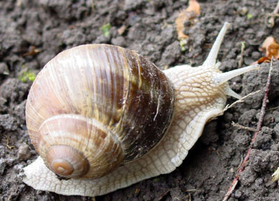 Helix pomatia Zebrina detrita (éticsiga) (zebracsiga) hosszmetszet tüdőerek ivarszervrendszer szem tapogatók szájnyílás radula nyálmirigy anus garatideggyűrű gaster középbél hepatopancreas ren cor