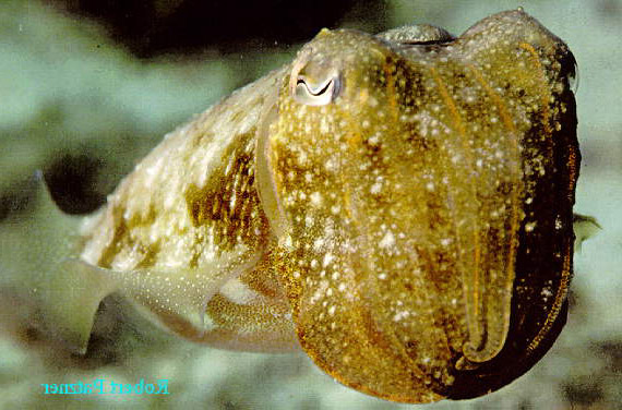 Cephalopoda Köztakaró, színszabályozás fekete, piros, sárga és kék pigmentsejt-komplexek, valamint fényvisszaverő sejtek találhatók a bőrizomtömlőben a sejtekben a pigmenteloszlást, valamint a sejtek