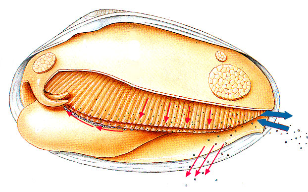 Testfelépítésük köpenyszervek Lamellibranchiata elülső záróizom szájnyílás szájvitorla láb oldalnézet (a bal oldali köpeny eltávolítása után) hátulsó záróizom kivezető sipho bevezető sipho kopoltyúk