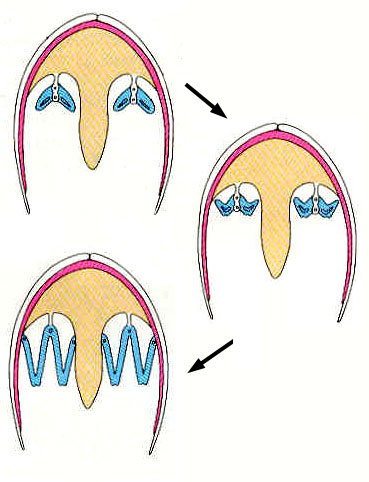szájvitorlák láb KOPOLTYÚK Köpenyszervek Lamellibranchiata ctenidium lemezek közötti tér lemezes kopoltyú A VÍZ ÚTJA bevezető sipho köpenyüreg pórusok a kopoltyúlemezen (gázcsere) Subclassis: